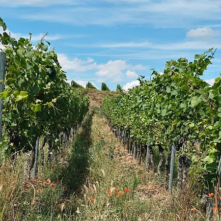 Hotel Traube Rheinhessen Worms